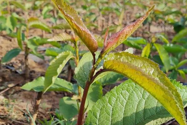 樱桃苗有什么好品种,美早樱桃、黑珍珠樱桃等品种可供选择