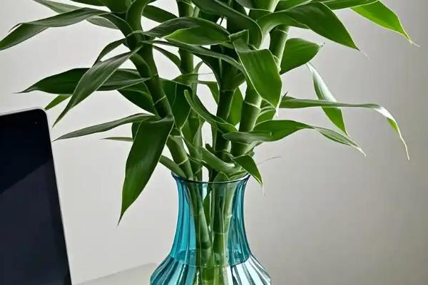 富贵竹的养殖方法，为其提供充足的光照