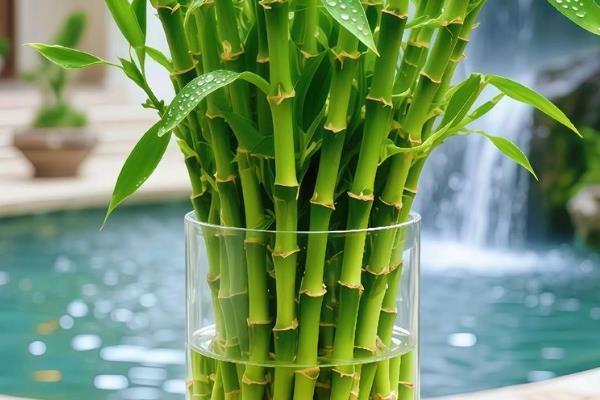 富贵竹的养殖方法，为其提供充足的光照