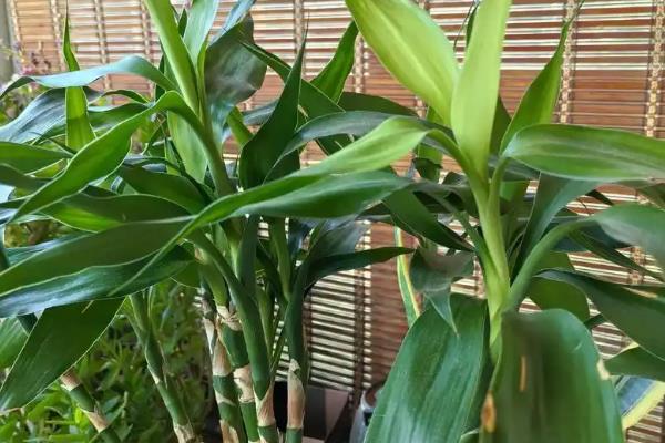 富贵竹的养殖方法，为其提供充足的光照