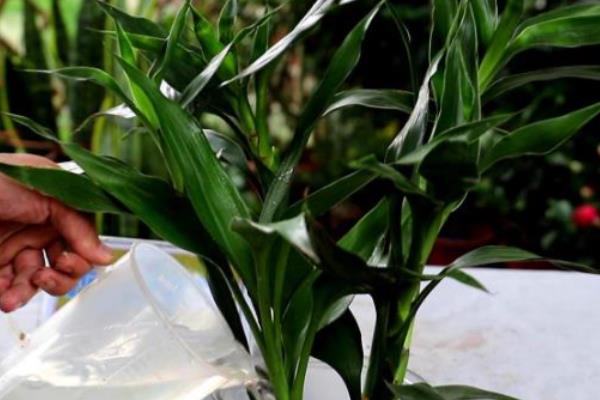 富贵竹的养殖方法，为其提供充足的光照