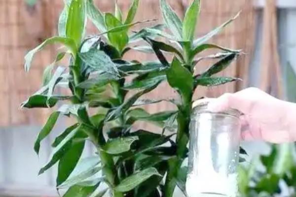 富贵竹的养殖方法，为其提供充足的光照