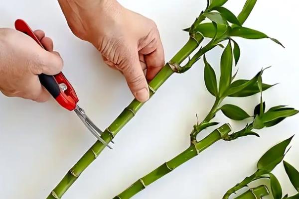 富贵竹的养殖方法，为其提供充足的光照