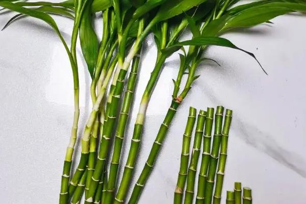 富贵竹的养殖方法，为其提供充足的光照