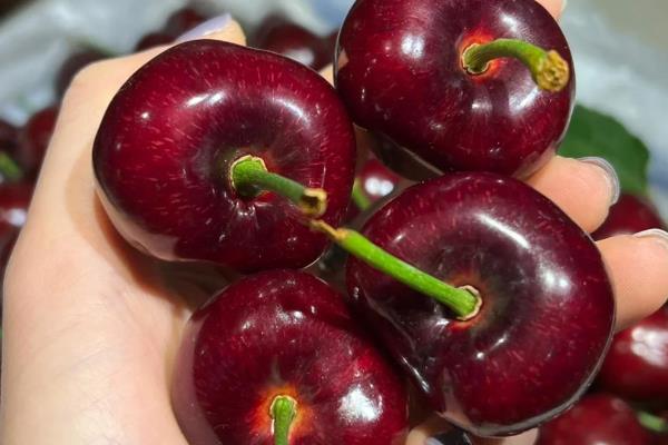 樱桃苗有什么好品种,美早樱桃、黑珍珠樱桃等品种可供选择