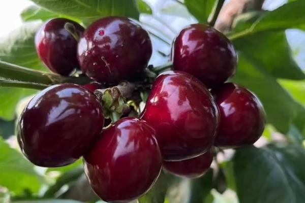 樱桃苗有什么好品种,美早樱桃、黑珍珠樱桃等品种可供选择