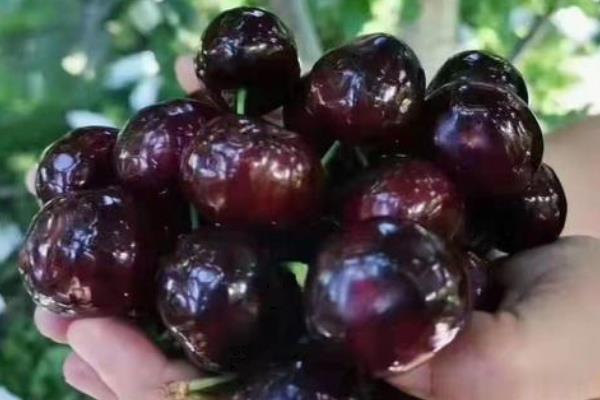 樱桃苗有什么好品种,美早樱桃、黑珍珠樱桃等品种可供选择