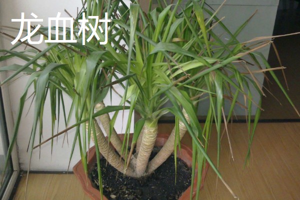 适合放客厅的大型盆栽，有金钱兜、散尾葵等