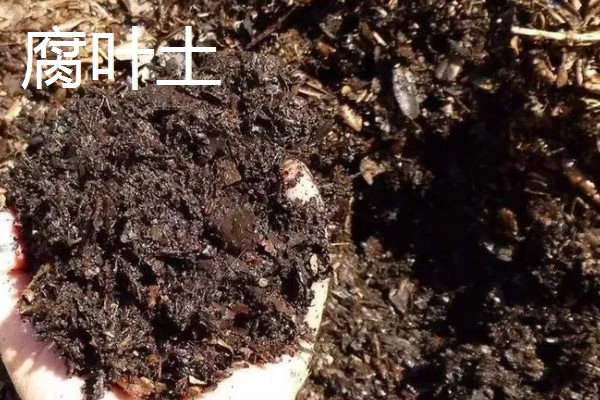 适合放客厅的大型盆栽，有金钱兜、散尾葵等