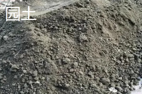 适合放客厅的大型盆栽，有金钱兜、散尾葵等