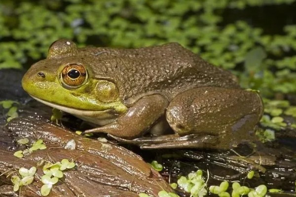 牛蛙最大可以长多大，体长最大可在200mm以上