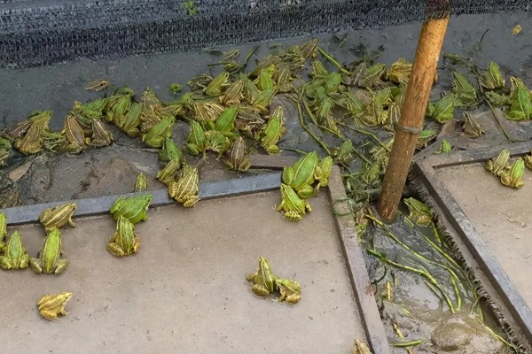 牛蛙最大可以长多大，体长最大可在200mm以上