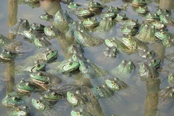 牛蛙最大可以长多大，体长最大可在200mm以上