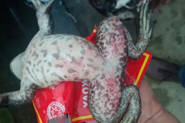 牛蛙最大可以长多大，体长最大可在200mm以上