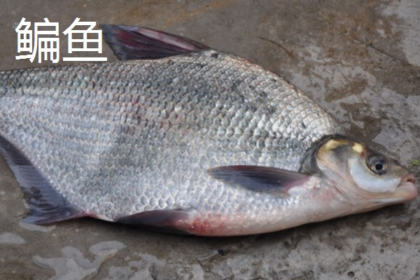 哪种鱼又薄又扁，常见鳊鱼、鲳鱼等品种