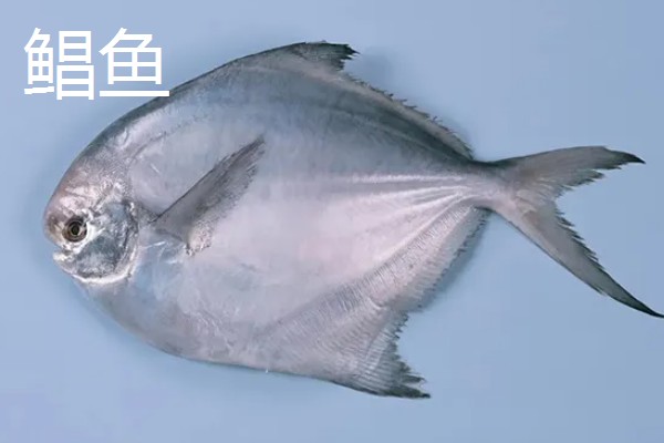 哪种鱼又薄又扁，常见鳊鱼、鲳鱼等品种
