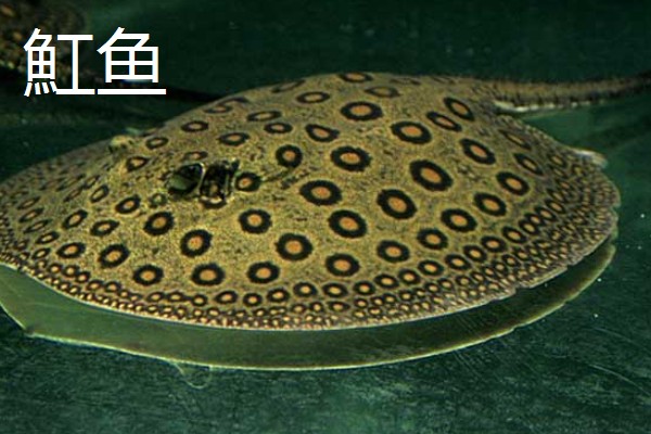 哪种鱼又薄又扁，常见鳊鱼、鲳鱼等品种