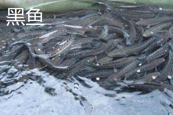 哪种鱼又薄又扁，常见鳊鱼、鲳鱼等品种