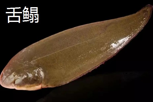 哪种鱼又薄又扁，常见鳊鱼、鲳鱼等品种