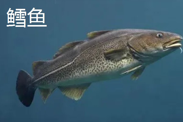 哪种鱼又薄又扁，常见鳊鱼、鲳鱼等品种