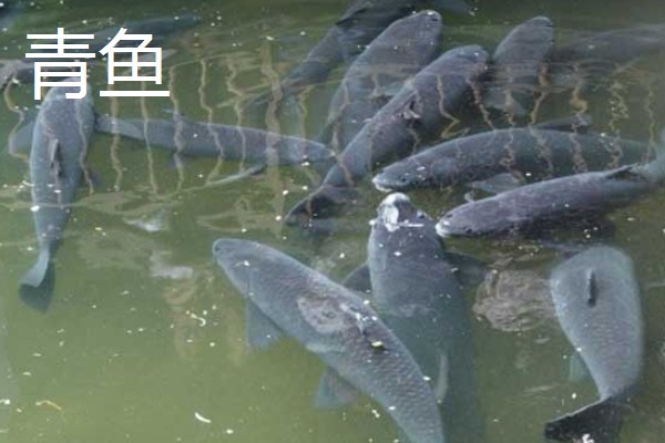 哪种鱼又薄又扁，常见鳊鱼、鲳鱼等品种