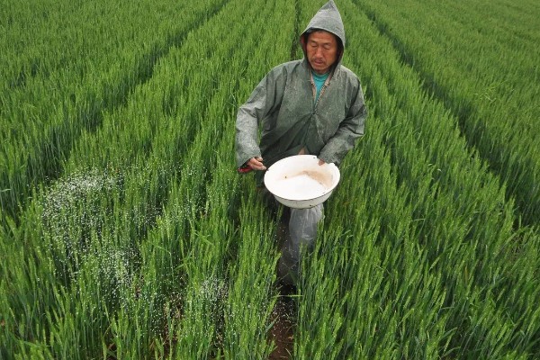 怎么使用碳酸氢铵，底施时先施在地面再翻入土壤中
