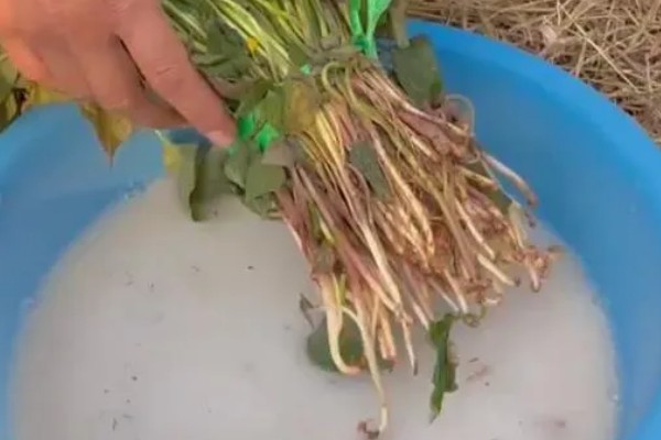 怎么使用碳酸氢铵，底施时先施在地面再翻入土壤中