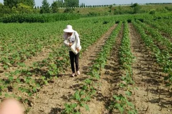 怎么使用碳酸氢铵，底施时先施在地面再翻入土壤中