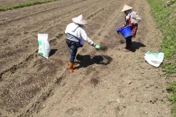 怎么使用碳酸氢铵，底施时先施在地面再翻入土壤中