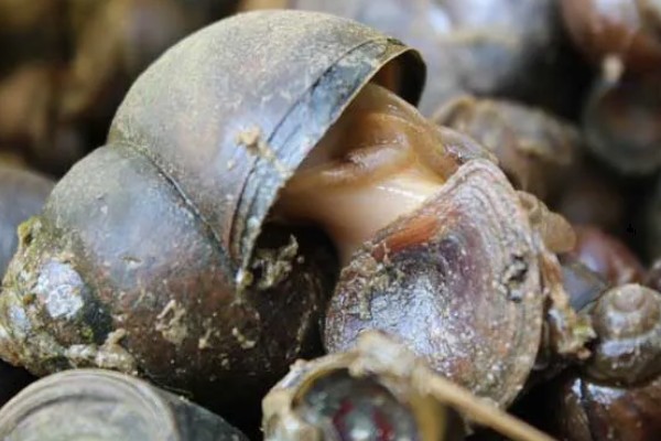 田螺怎么养殖，选择水源充足的地方建池塘