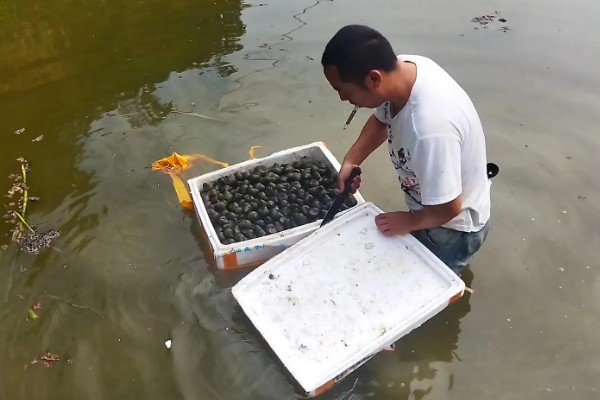 田螺怎么养殖，选择水源充足的地方建池塘