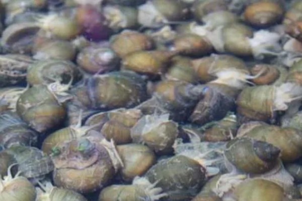 田螺怎么养殖，选择水源充足的地方建池塘