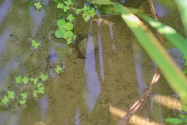 田螺怎么养殖，选择水源充足的地方建池塘