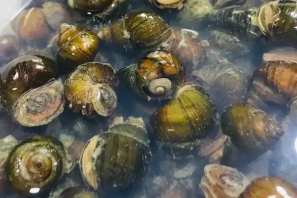 田螺怎么养殖，选择水源充足的地方建池塘