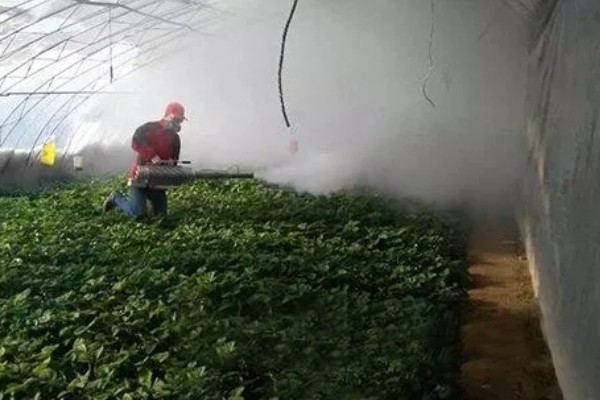 草莓要打非常多农药吗，药量是非常少的