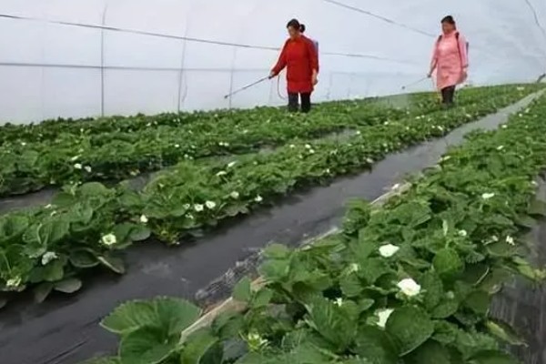 草莓要打非常多农药吗，药量是非常少的