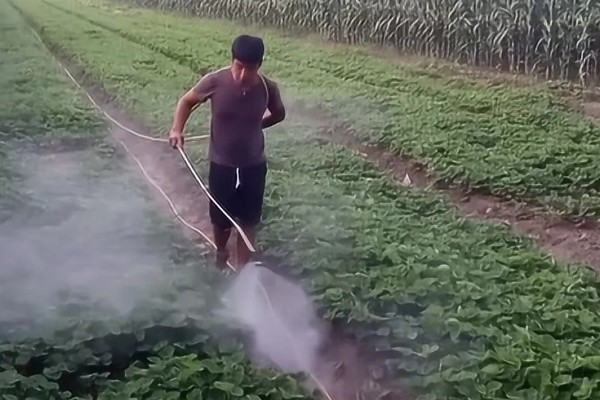 草莓要打非常多农药吗，药量是非常少的