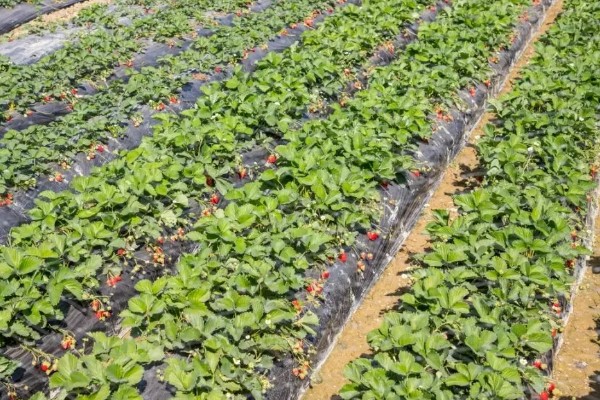 草莓要打非常多农药吗，药量是非常少的