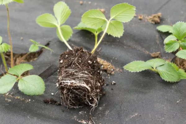 草莓要打非常多农药吗，药量是非常少的