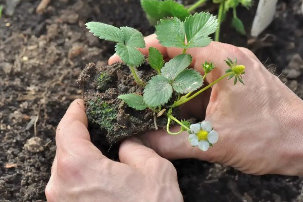 草莓要打非常多农药吗，药量是非常少的