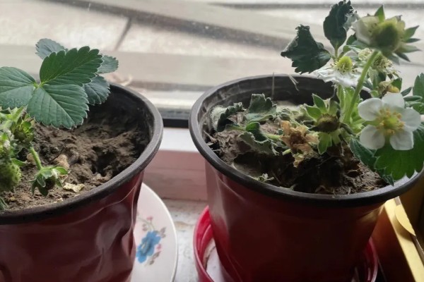 草莓要打非常多农药吗，药量是非常少的