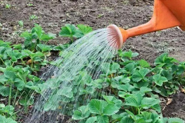 草莓要打非常多农药吗，药量是非常少的