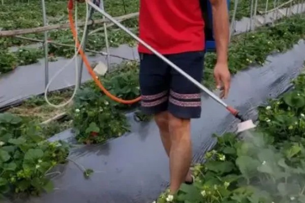 草莓要打非常多农药吗，药量是非常少的