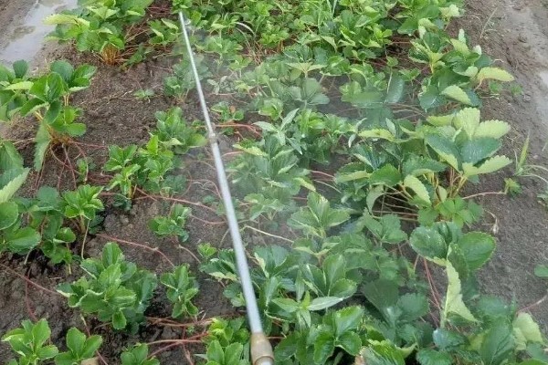 草莓要打非常多农药吗，药量是非常少的