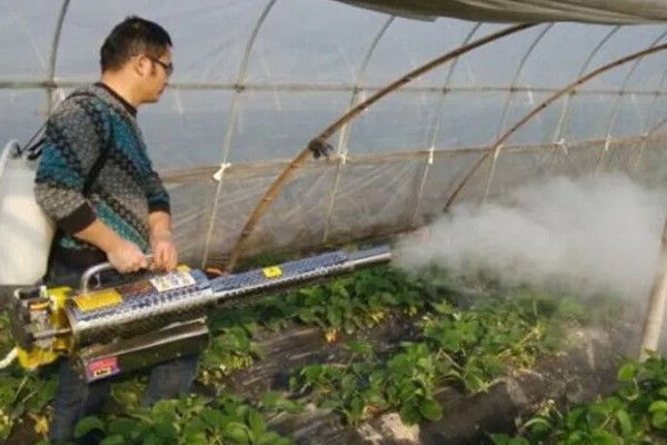 草莓要打非常多农药吗，药量是非常少的