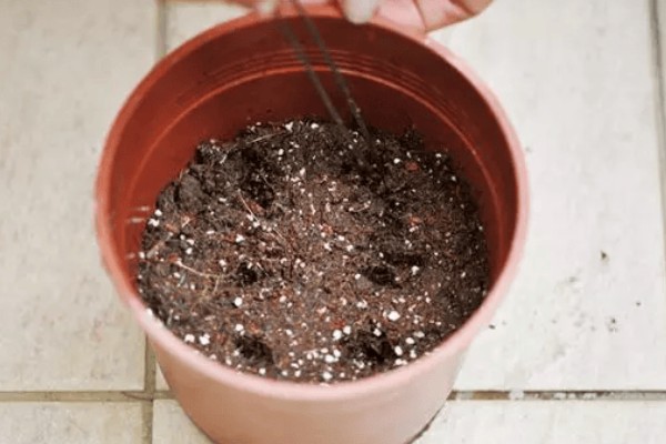 橡皮树怎么繁殖，以播种、扦插为主