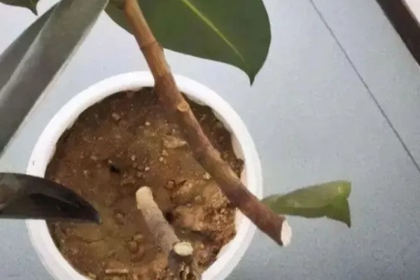 橡皮树怎么繁殖，以播种、扦插为主