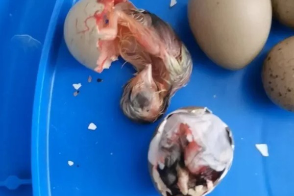 芦丁鸡什么时候啄壳，孵化第21-23天开始啄壳