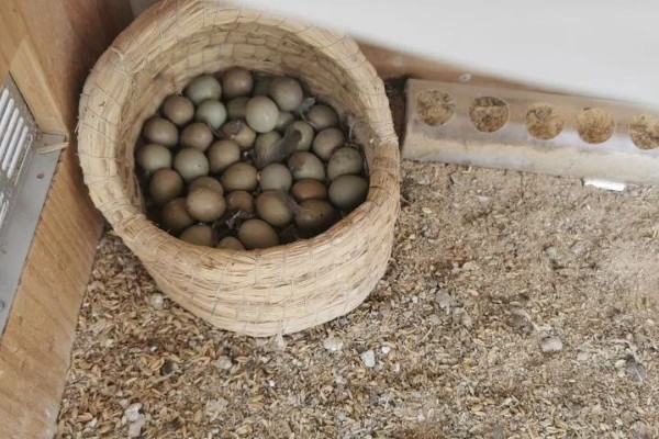 芦丁鸡什么时候啄壳，孵化第21-23天开始啄壳