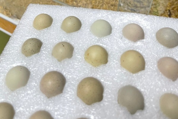 芦丁鸡什么时候啄壳，孵化第21-23天开始啄壳